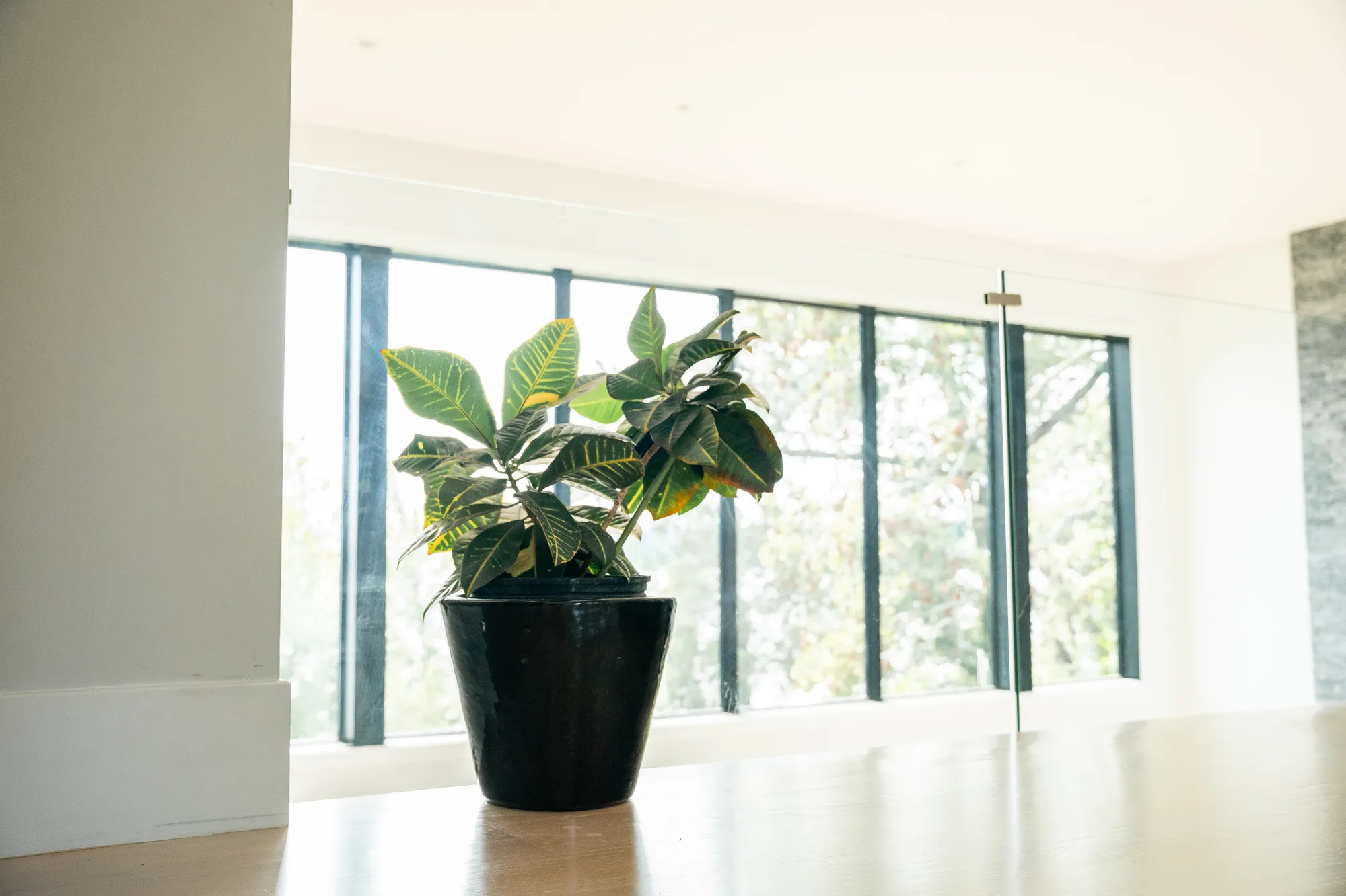 Potted plant on hardwood floor before floor-to-ceiling steel-framed windows in custom fabricated home, by OpenDoors360